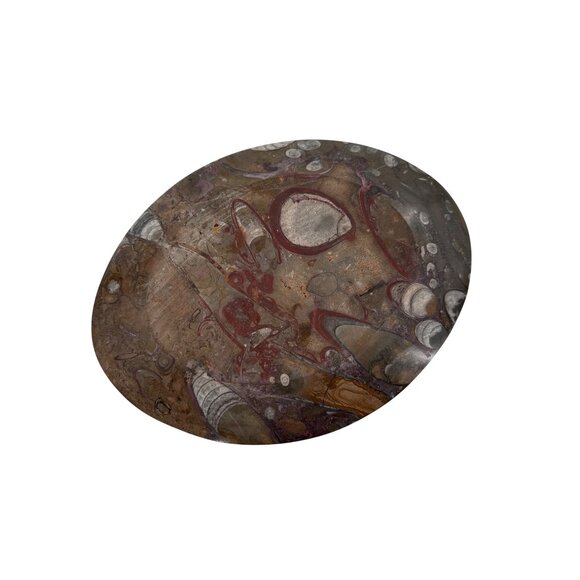 1950s Mid-Century Stone Fossil Plate Orthoceras Sea Shell Ammonite 11.25"X8.5" - Picture 5 of 5